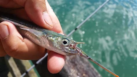 piper fish|Piper (GARFISH) .